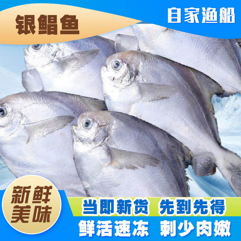 【船上急冻锁鲜】新鲜海捕银鲳鱼 速冻海鱼白镜鱼平扁鱼美味刺少7斤