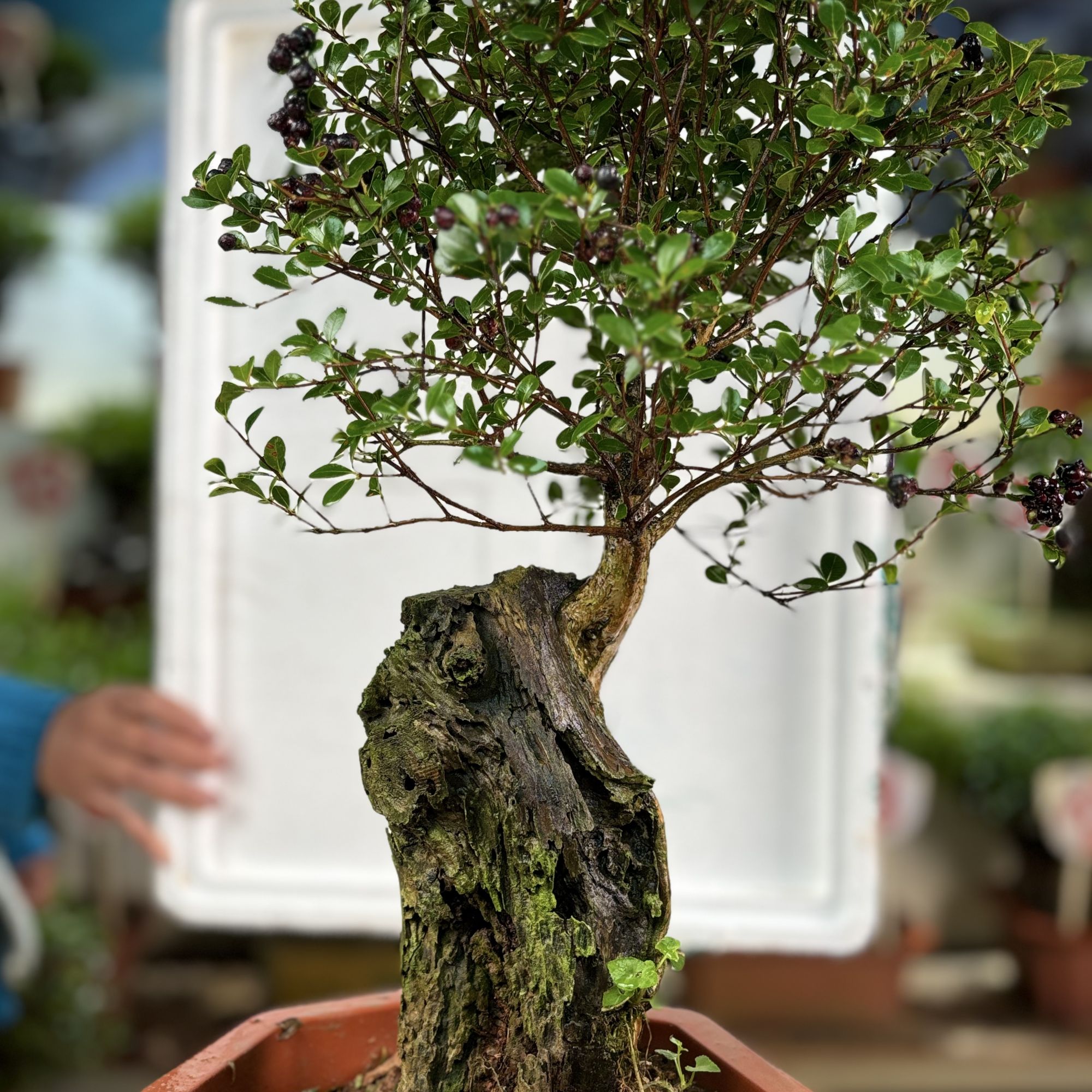 29小叶赤楠紫薇映山红乌饭猴头杜鹃鹿角杜鹃栀子花盆景素材花卉