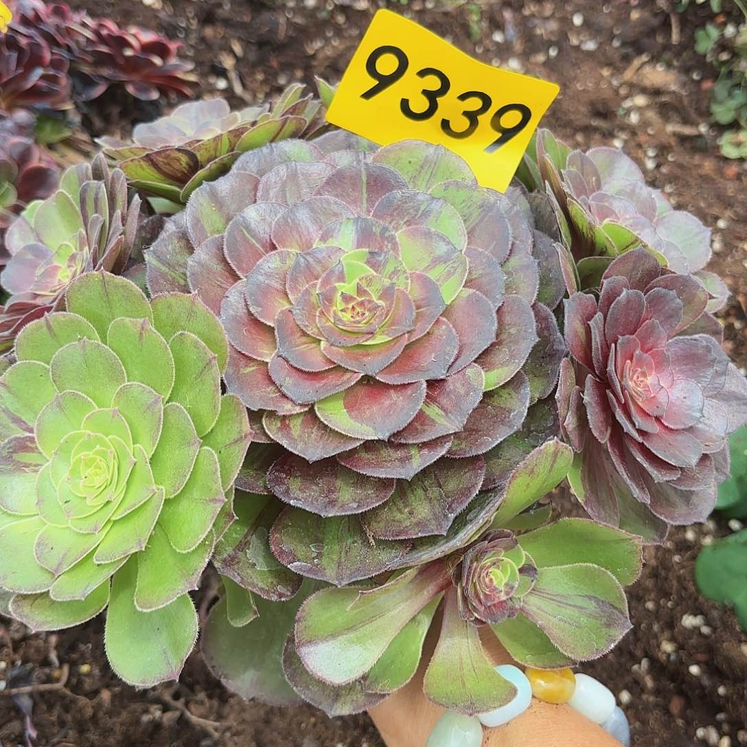 多肉植物花月夜 9339