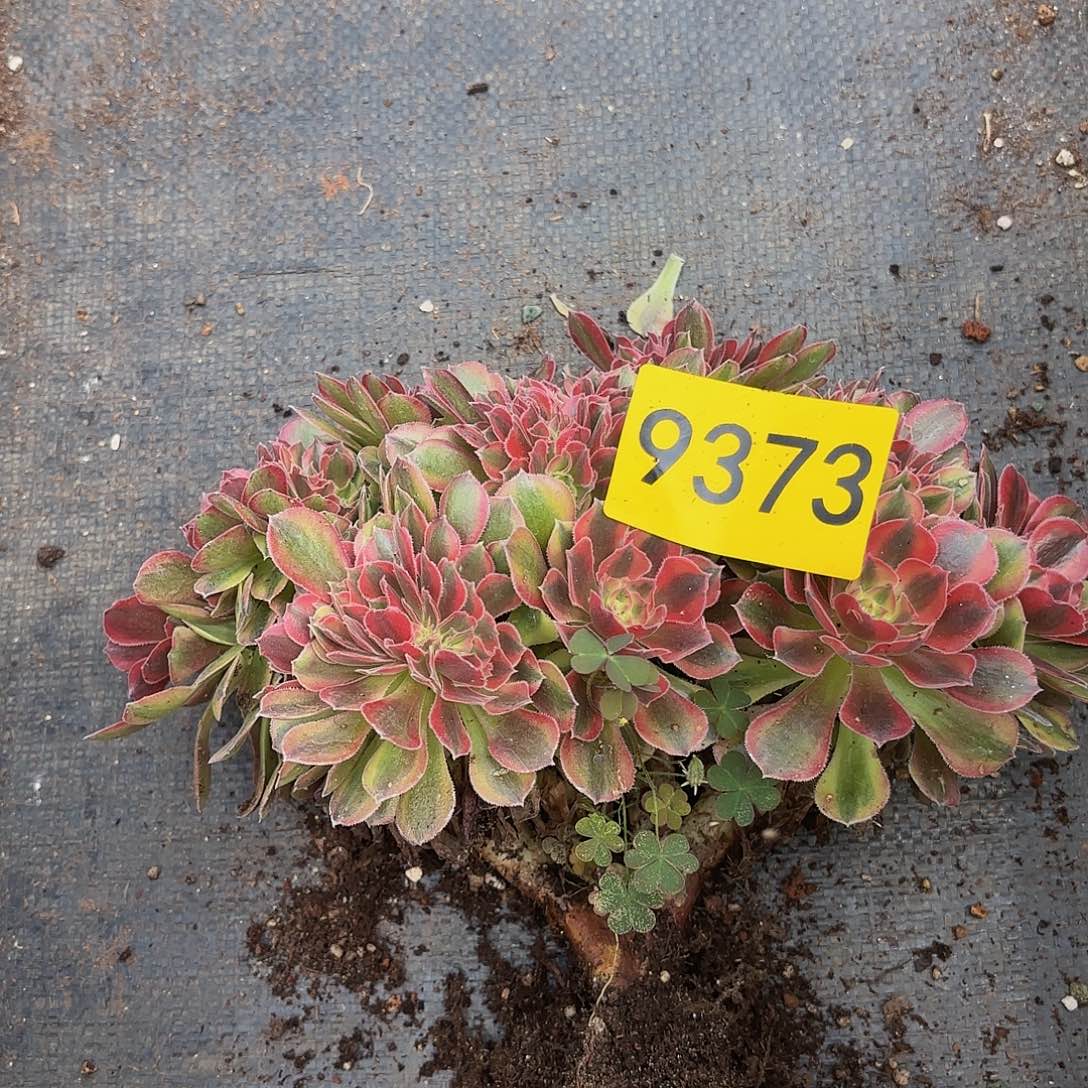 清**?多肉植物缀化9373
