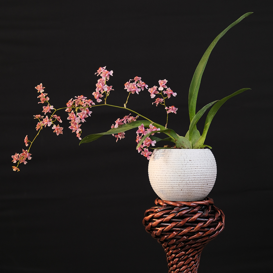 屏南兰花【带2花】泰国香水文心兰梦香兰室内皮实好养香味浓香