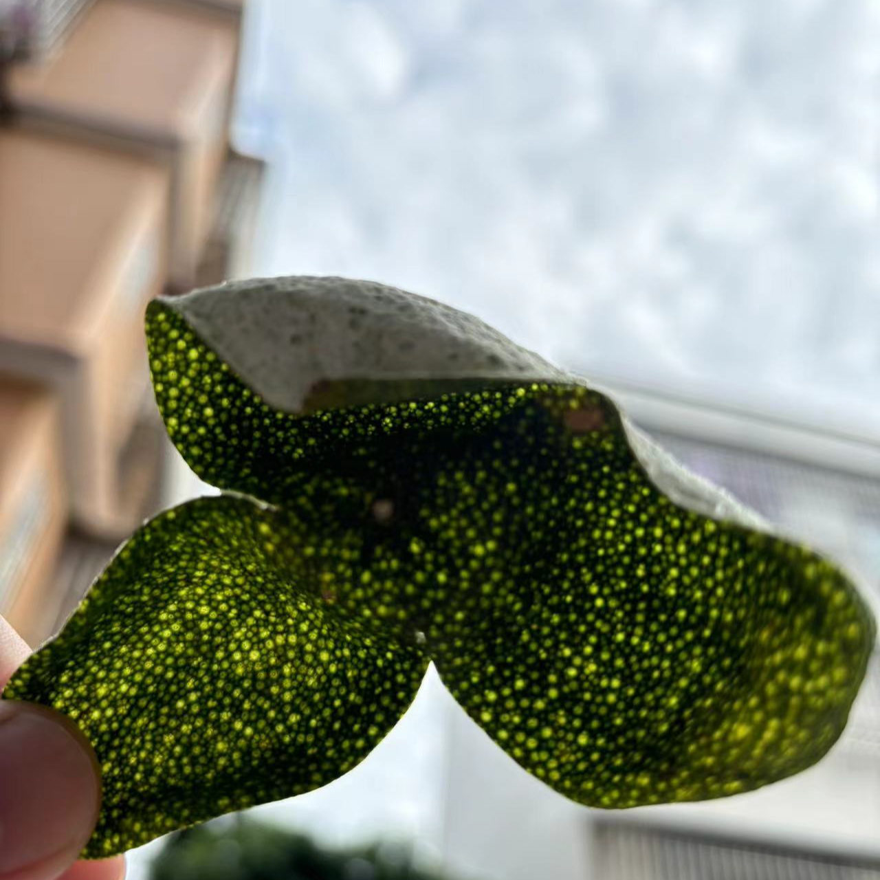 2025梅江老树原枝大青皮