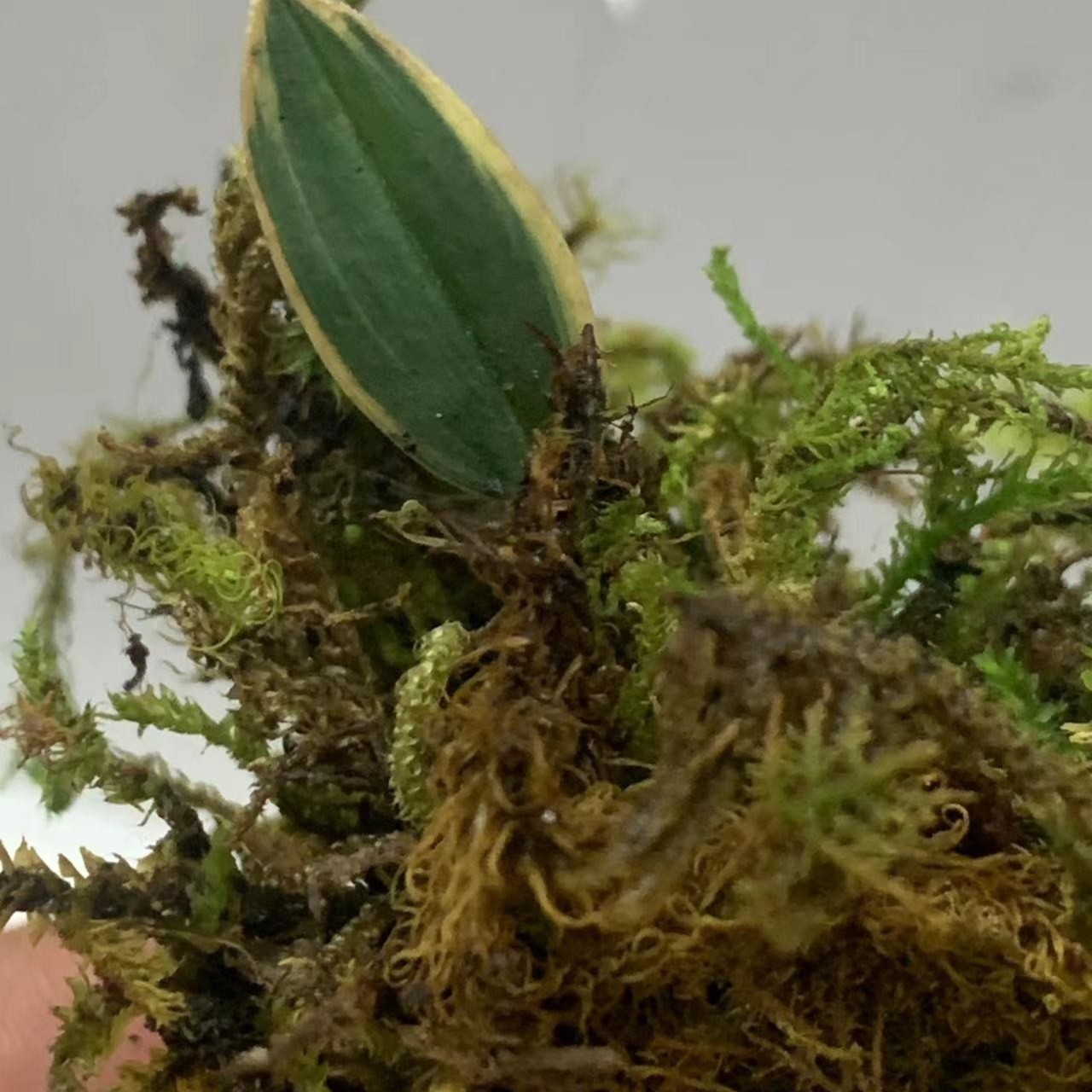 兰花盆景一物一拍