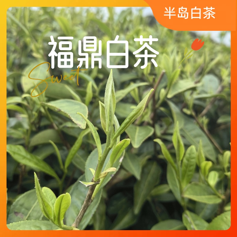 2024花香白牡丹  老树高山白茶福鼎白茶 花香豪香足鲜甜爽散茶
