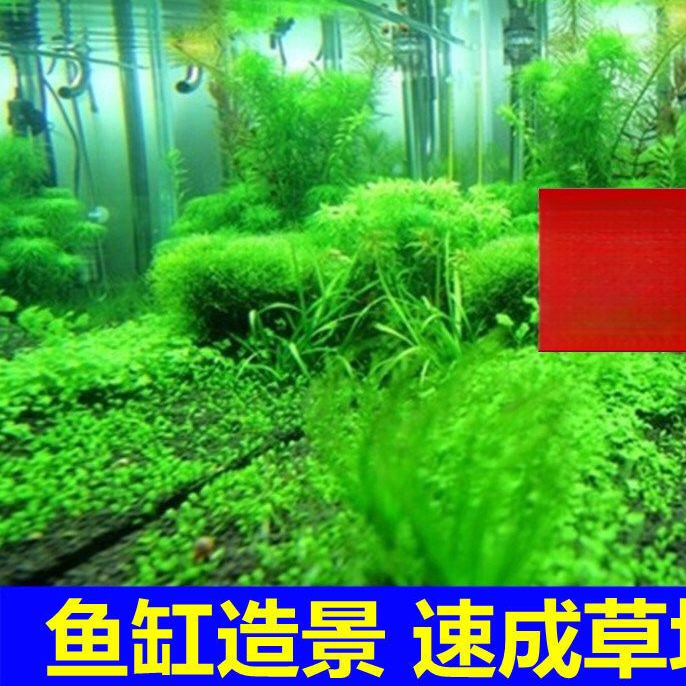 鱼缸造景水草种子速成对叶草水生植物水族箱小牛毛水草增氧水草