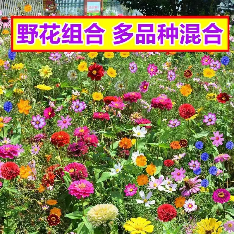 野花组合花种子室外花种籽子四季播种开花格桑花种庭院波斯菊花籽