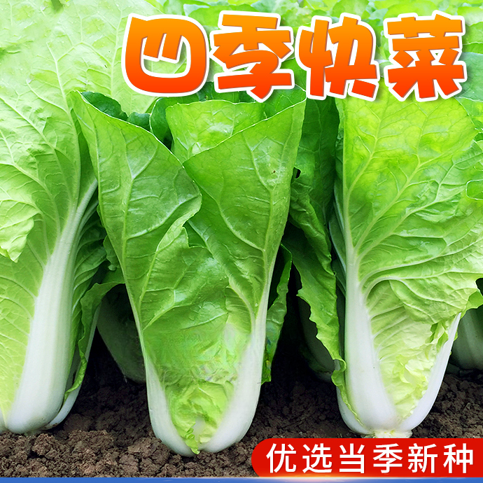 【速生快菜种子】早熟有机小白菜种籽四季简单易种蔬菜青菜孑