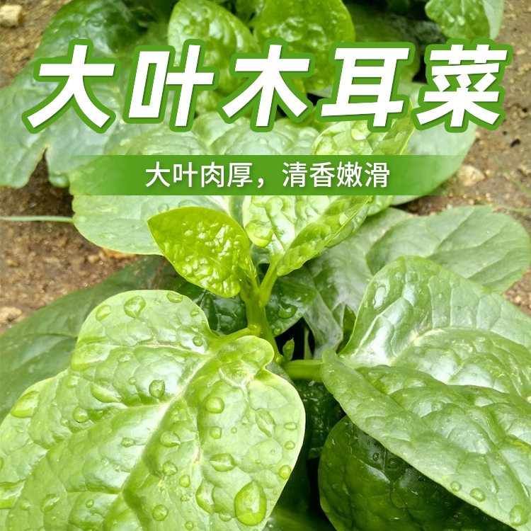 大叶木耳菜种子落葵小青菜耐高温高湿春夏四季阳台盆栽蔬菜种子