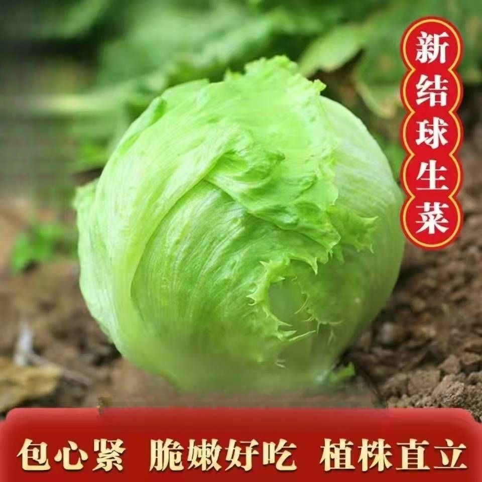 球生菜菜籽结球形籽罗莎红汉堡四季秋冬季蔬菜种子落地球种孑