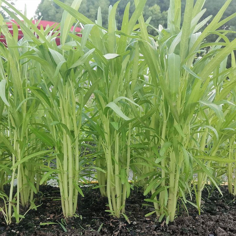 柳叶白梗空心菜种子四季高产白骨通心菜小叶耐热耐寒雍菜蔬菜种籽