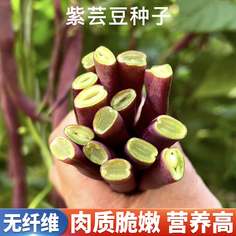 紫芸豆种子 四季豆种籽阳台小院盆栽春秋播种植农家菜园蔬菜种子