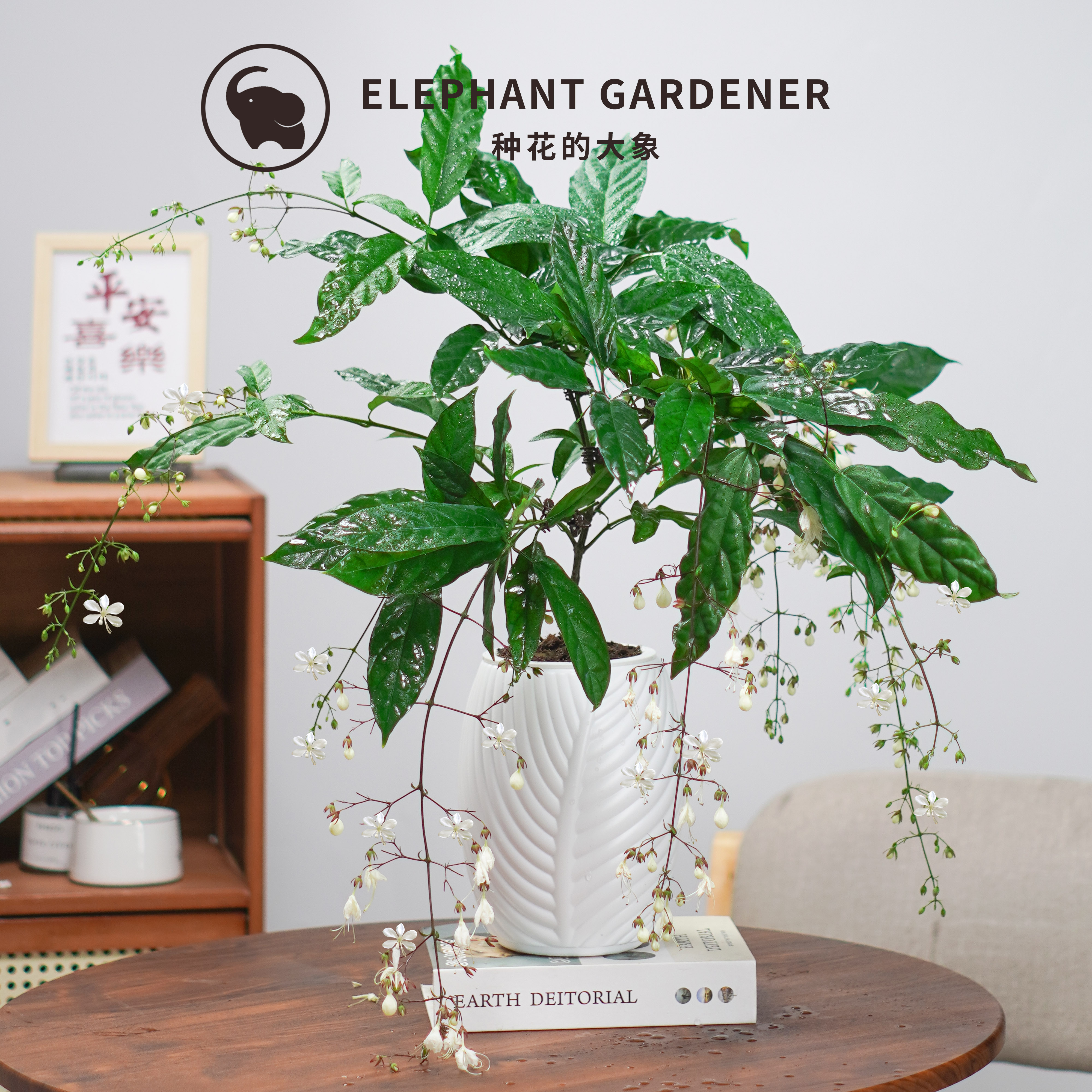 6-8花剑垂丝茉莉苗高档花卉绿植四季常青好养活客厅室内阳台