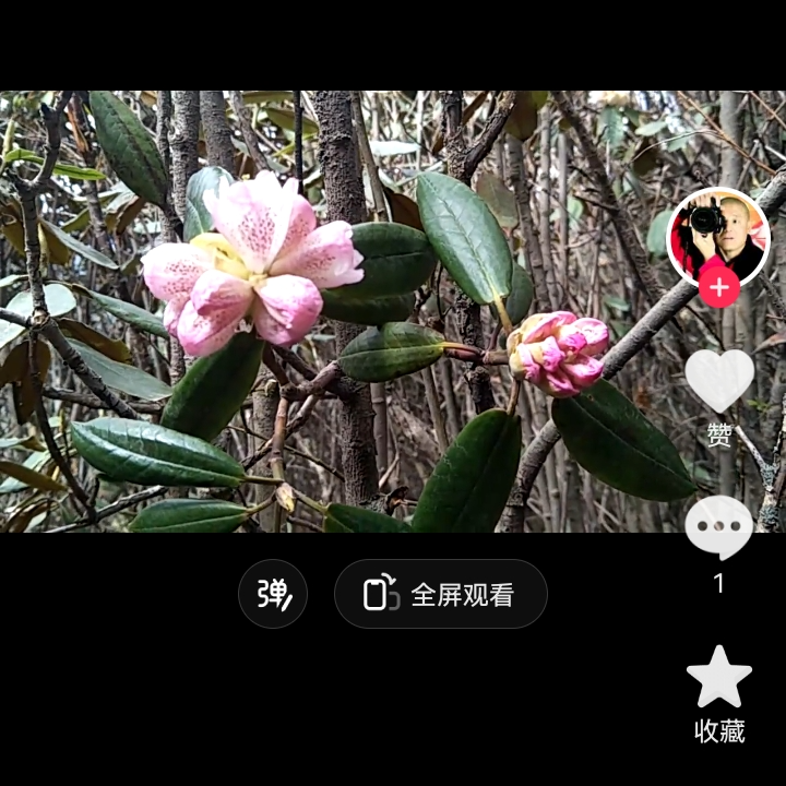 五彩锦带，花色艳丽