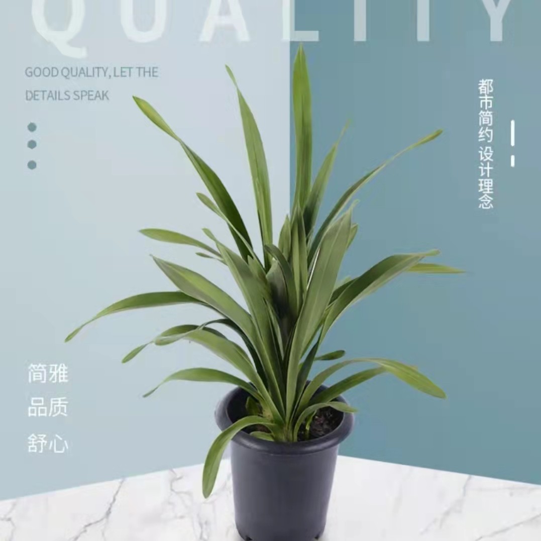 云南大花蕙兰基地直发福利款花花