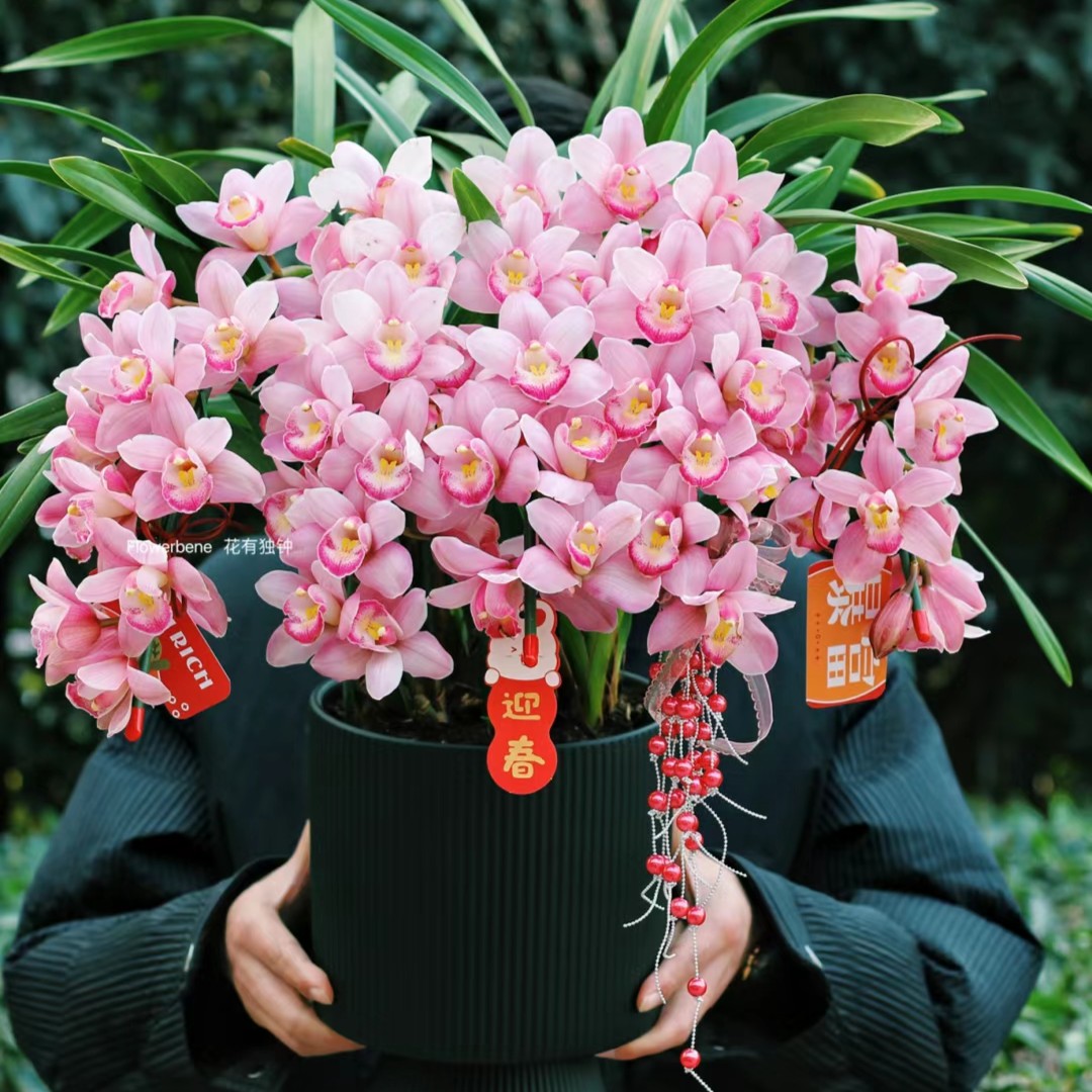 【粉色拱兰】春倚浓年宵花（掉苞裂盆不包赔）七天以后不包售后