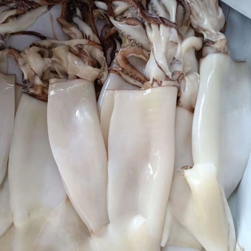 免清理去内脏鱿鱼1斤3斤5斤6斤美味新鲜红烧顺丰野生整只烧烤辣炒