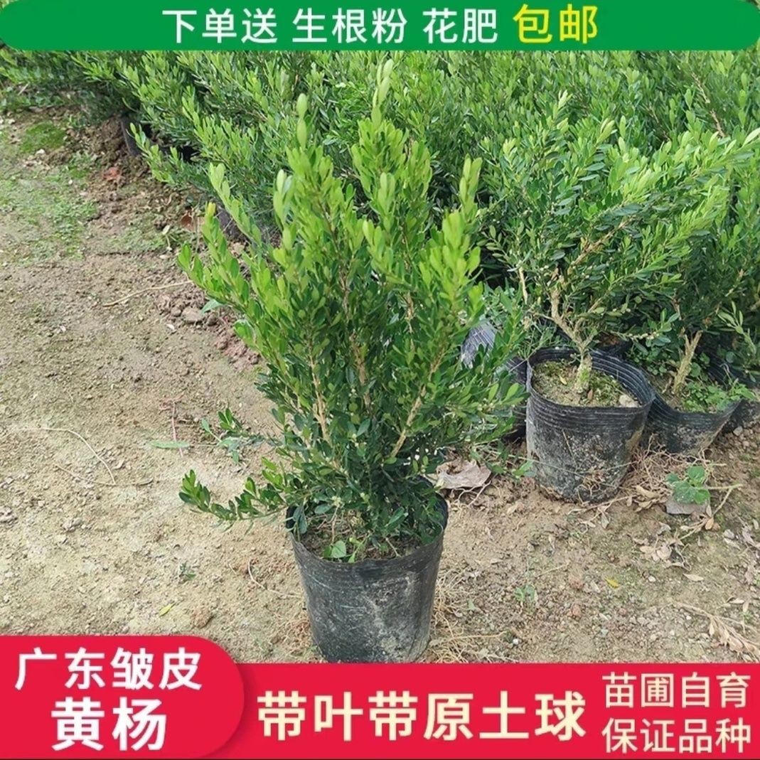 广东雀舌皱皮黄杨盆景盆栽高市早苗回应当不上首相言论绿植老桩