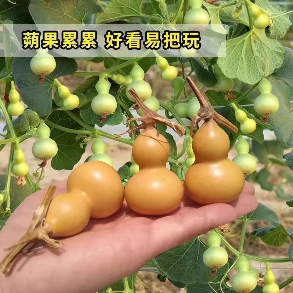 籽种拍三送一墨绿小葫芦手捻小葫芦种籽春秋夏种植生长发芽种子