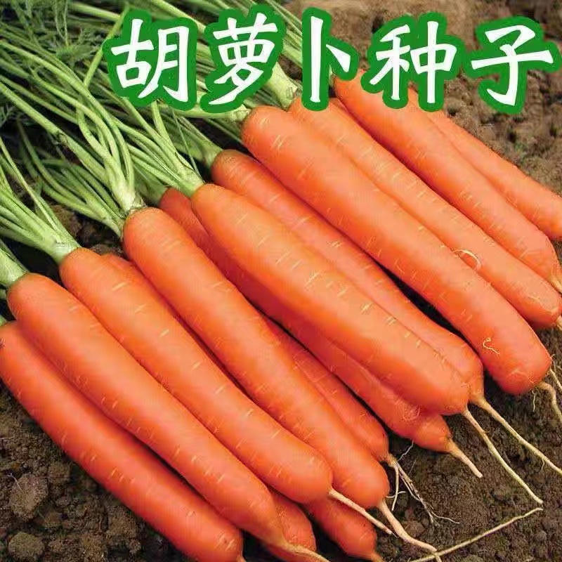 胡萝卜种子水果红萝卜生九寸王吃脆甜阳台简单四季高产农家蔬菜种