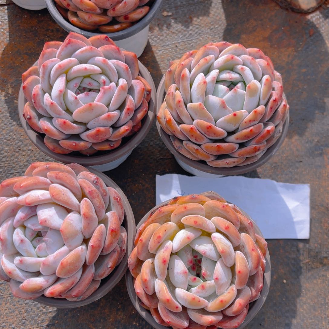 【闪购商品】消****星6666