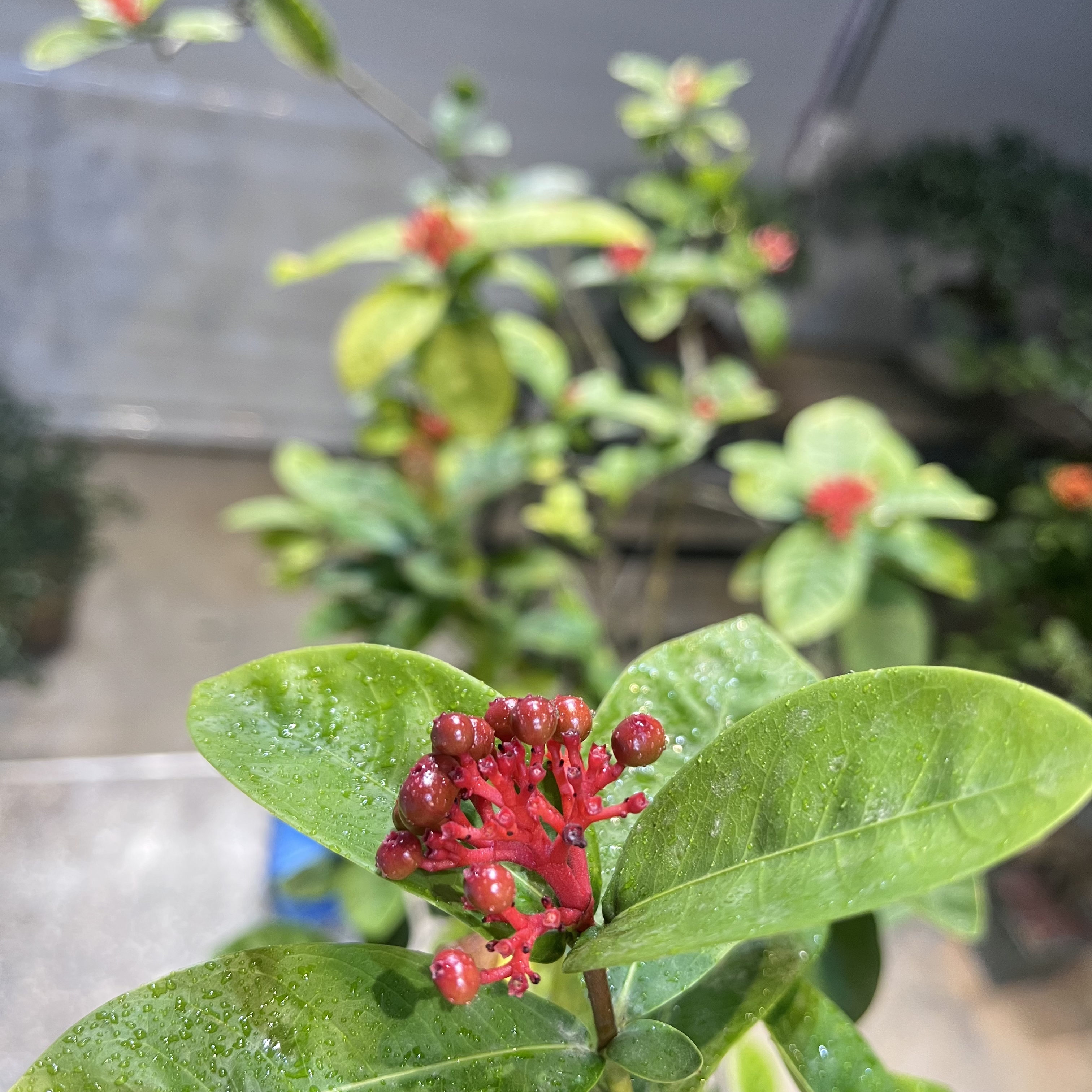 海岛龙船花【熟桩】室内盆景素材