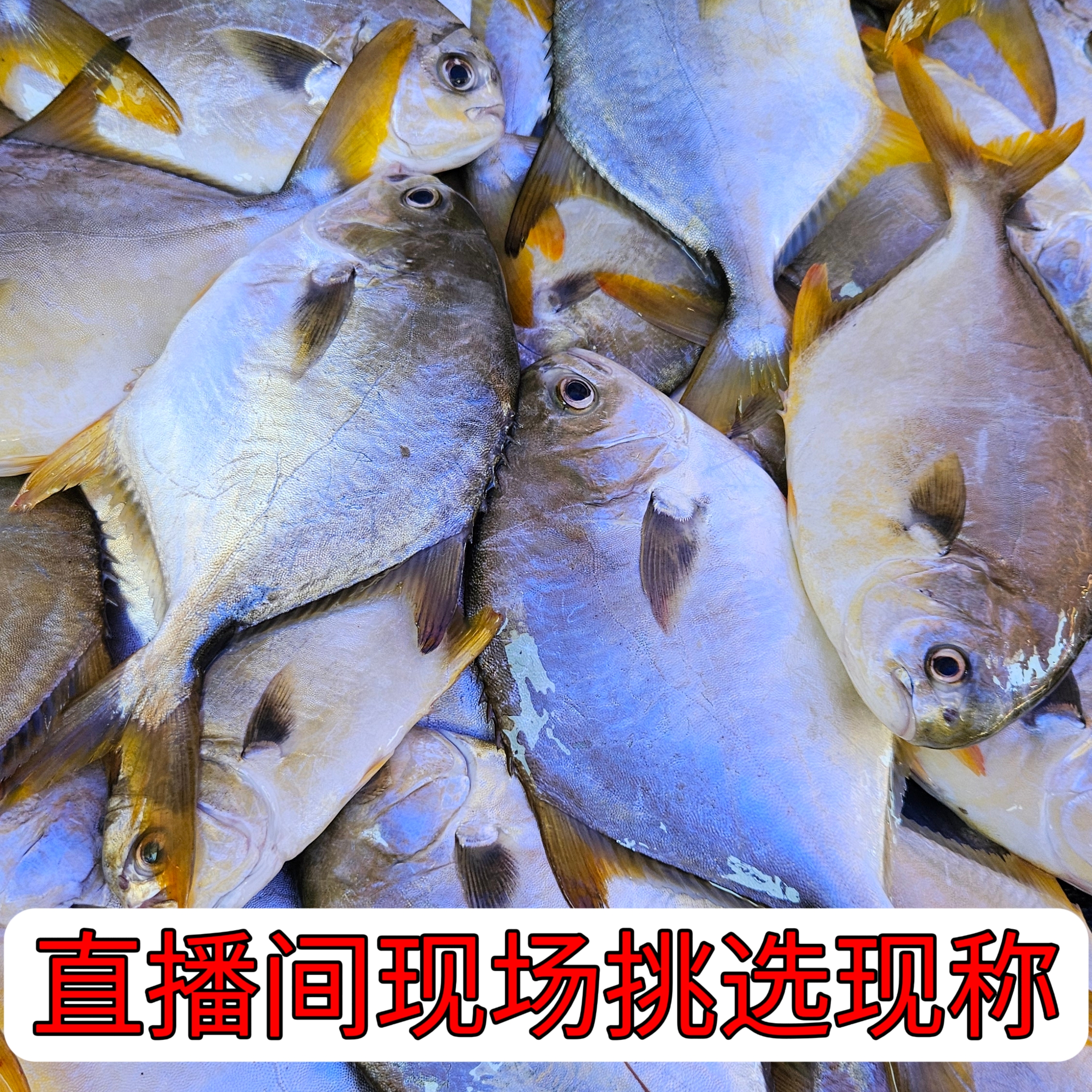 海陵岛渔民档代买现场称三斤起拍（现称改链接上架拍下勿退）新鲜