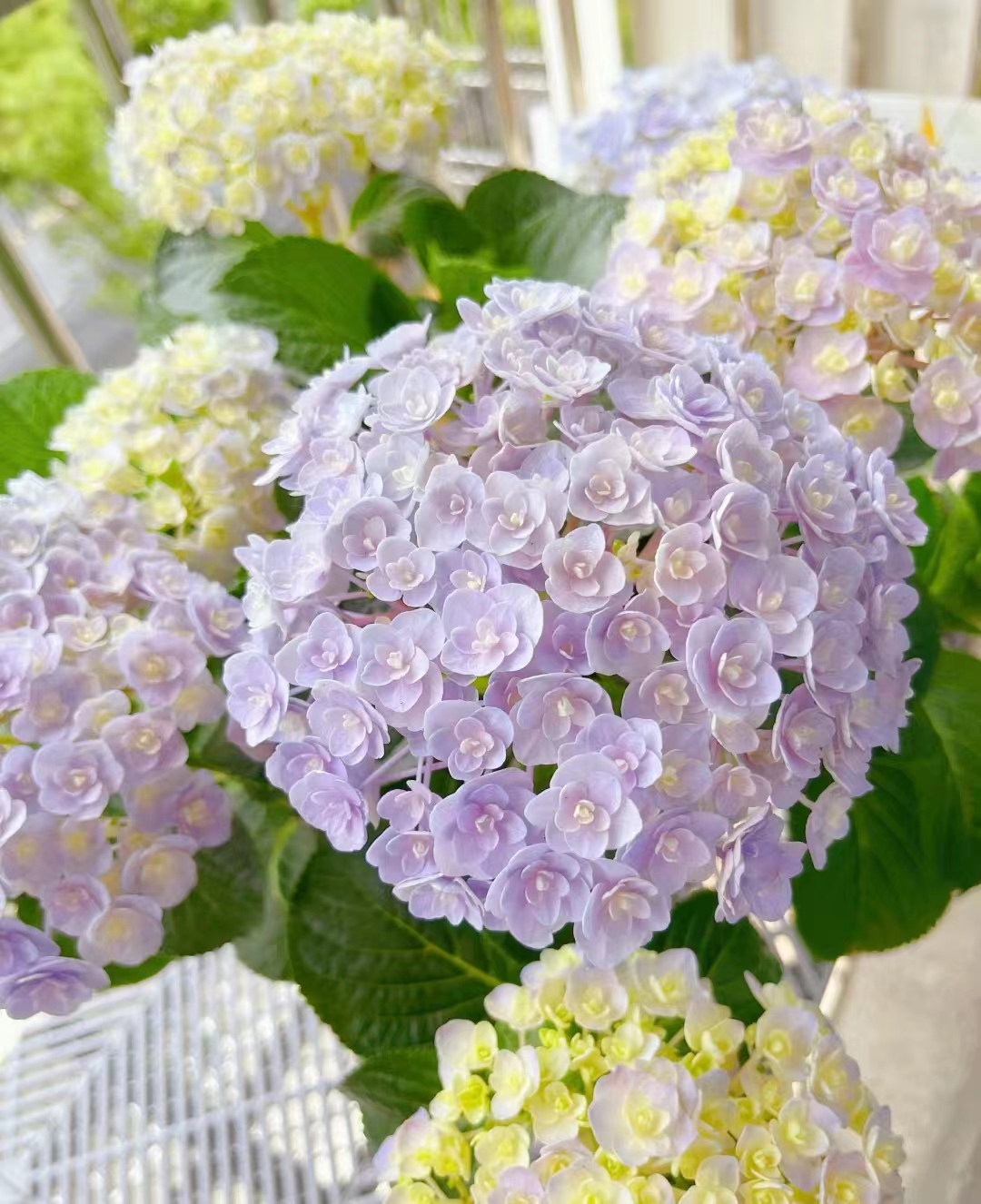 江悦花卉花宝绣球花基地直发