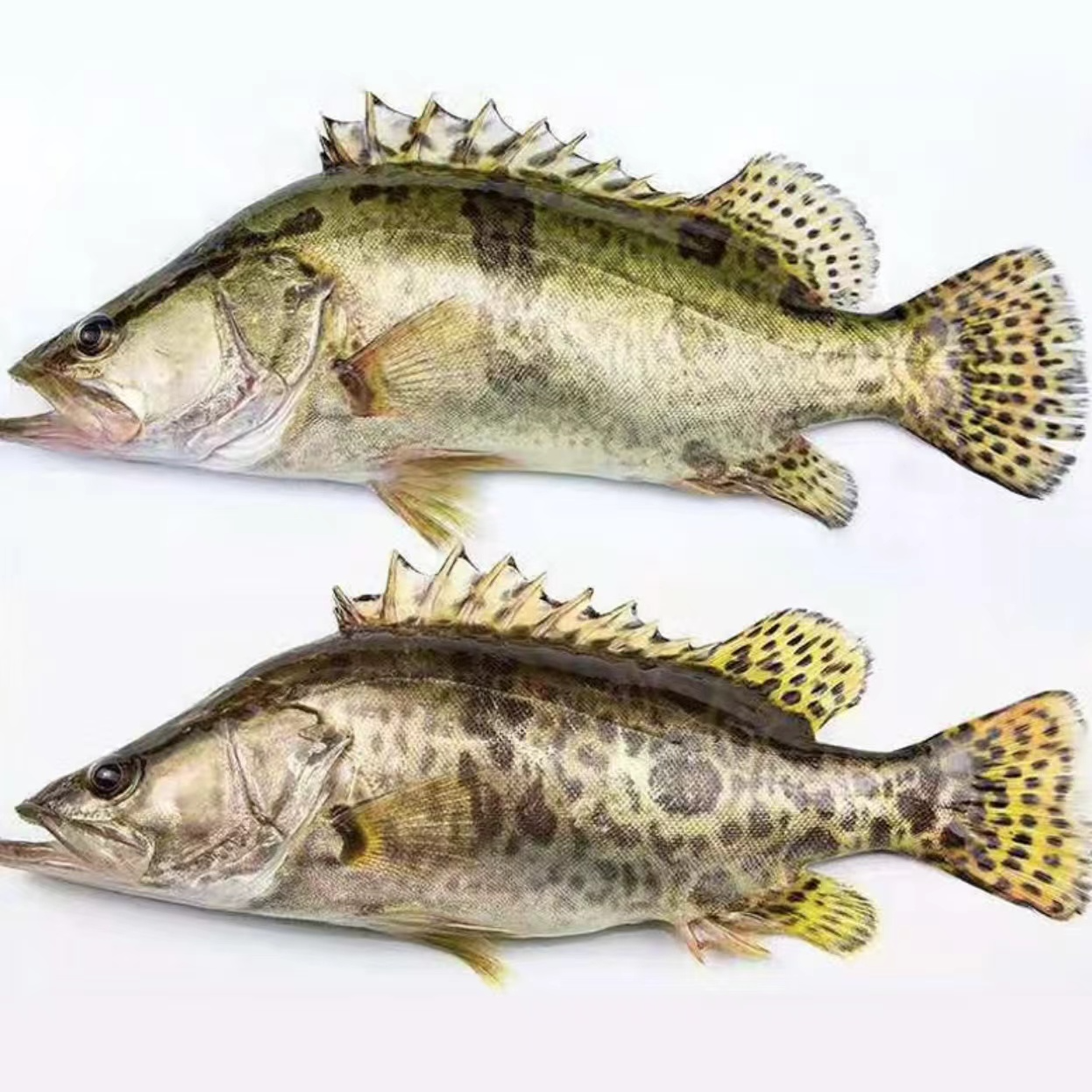 东北冷水 鳌花鱼现场称重改价顺丰包邮