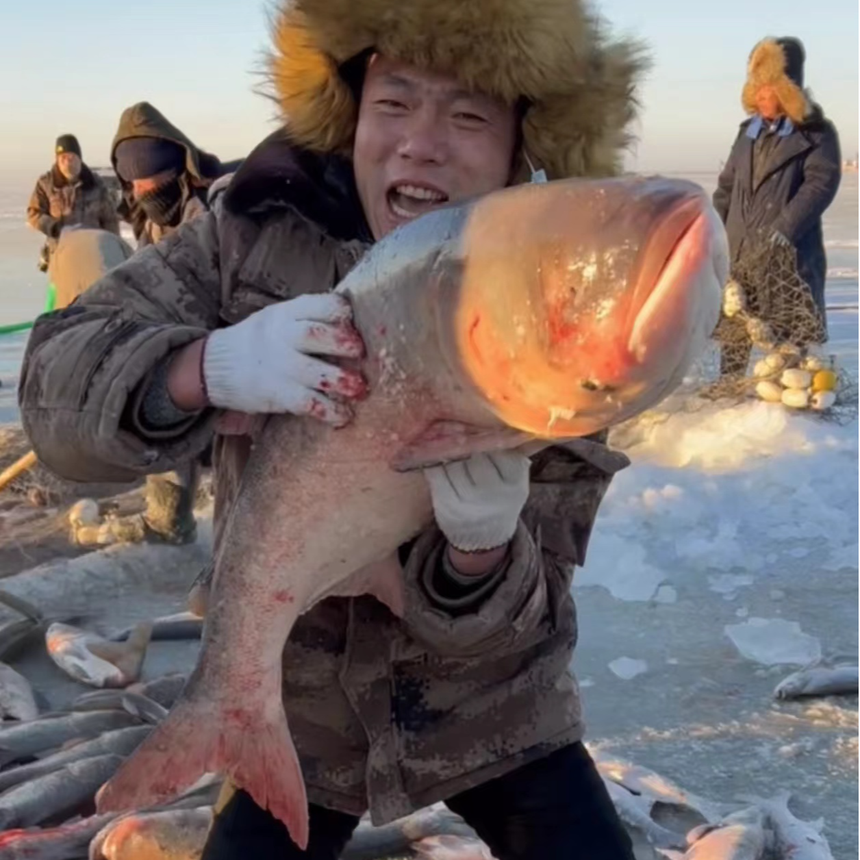 东北冷水 胖头鱼南方收到货微化正常