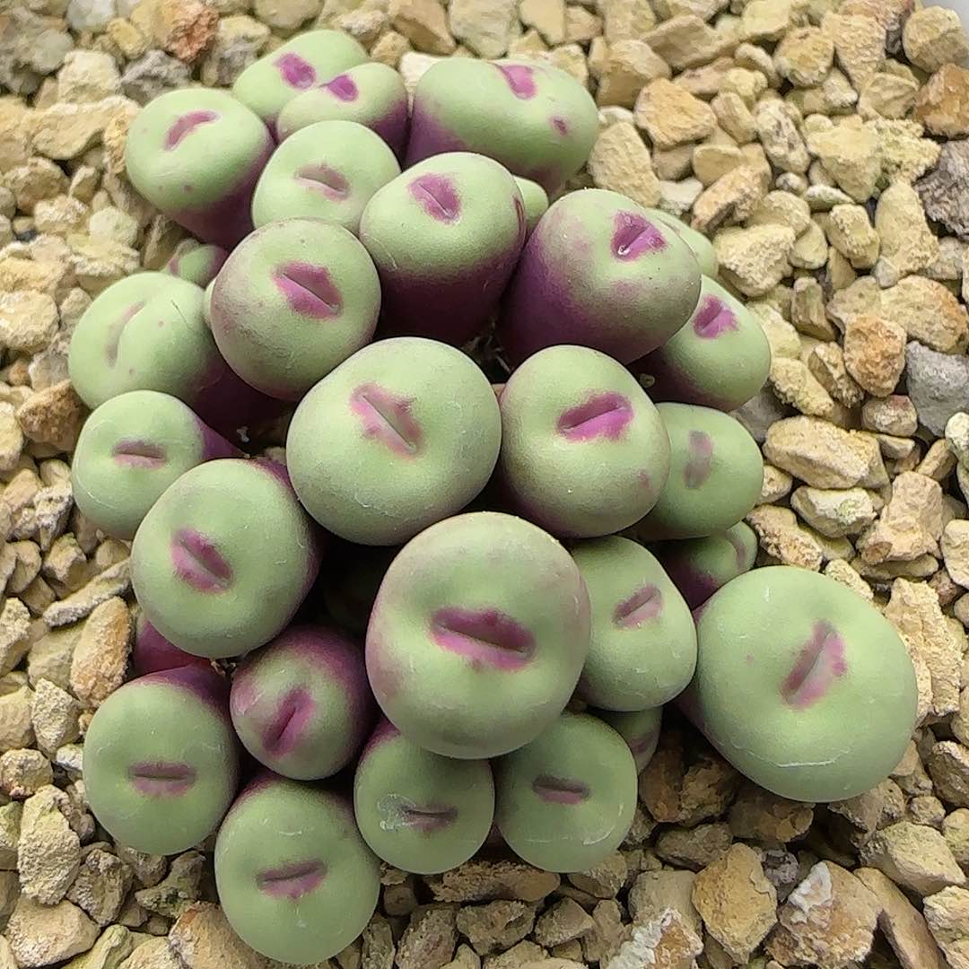 小红嘴，腊肠嘴，一物一拍183