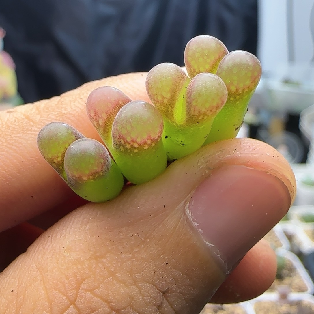 红网格风铃一物一拍115