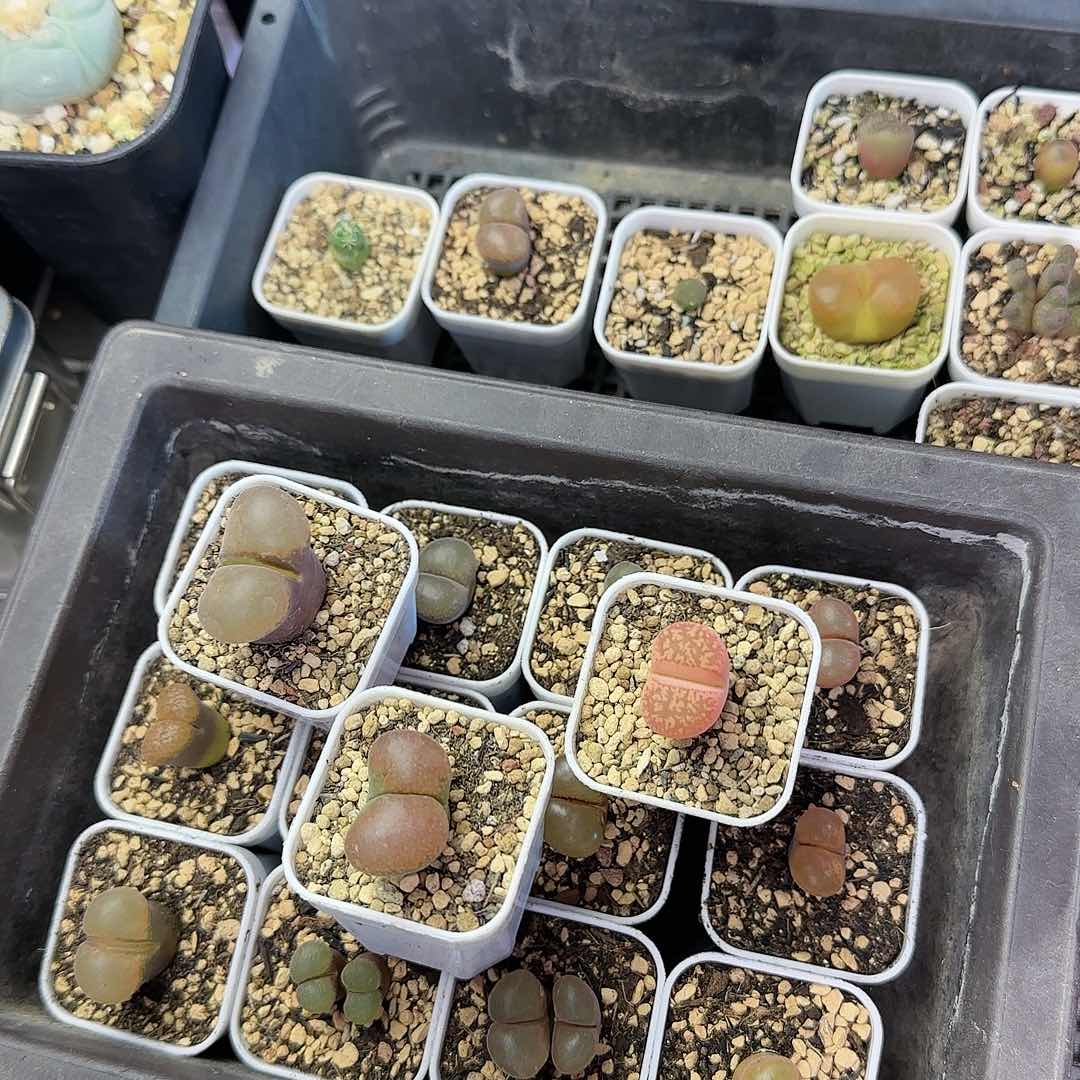 大型红嘴一物一拍