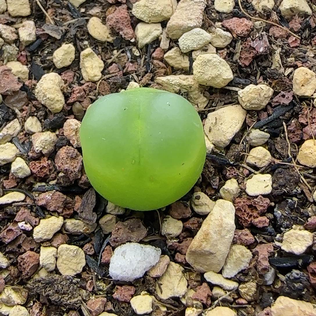紫皮拉登一物一拍21