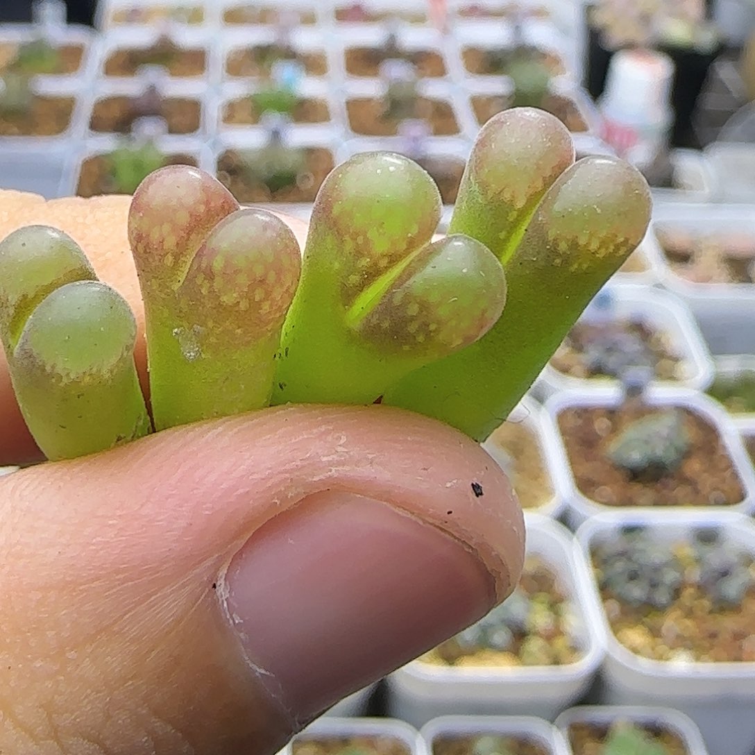cm10大型红风铃一物一拍092