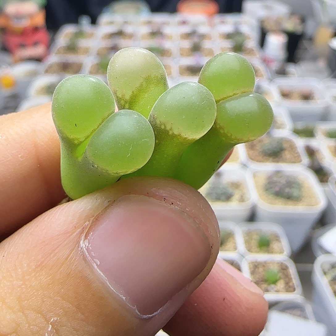大型红风铃一物一拍016