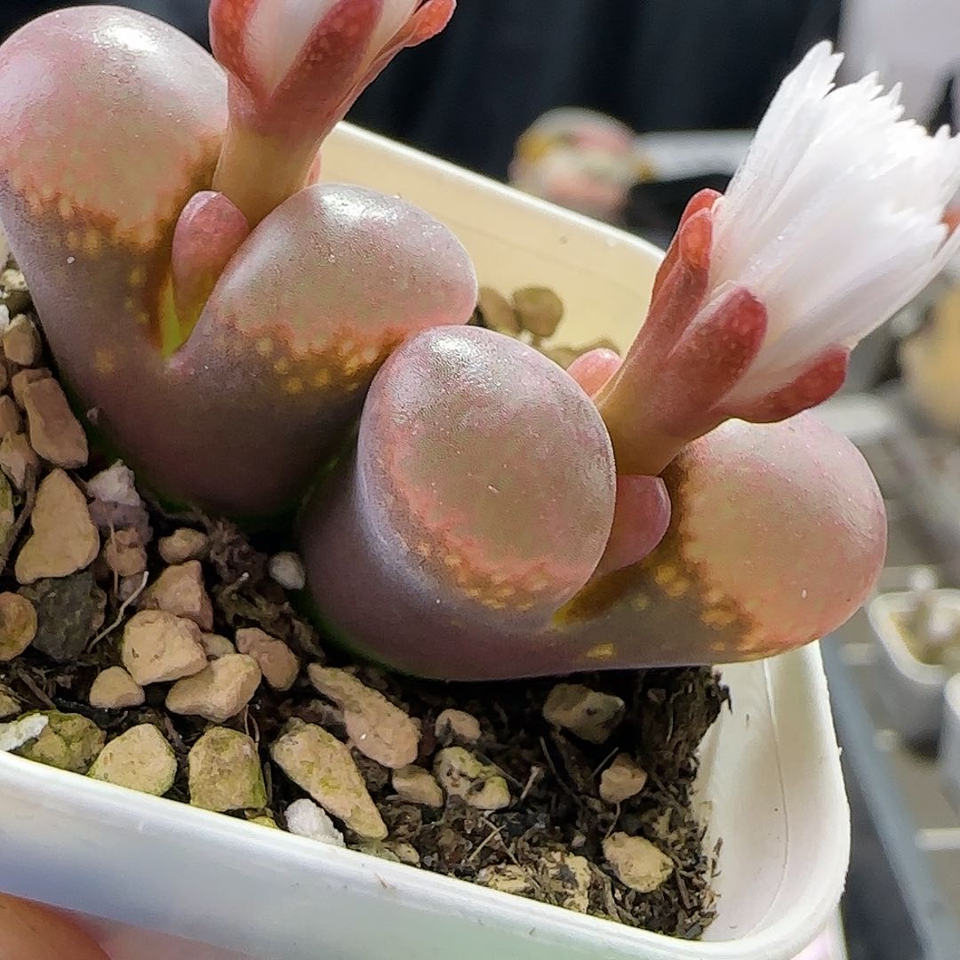 大型红风铃玉一物一拍73