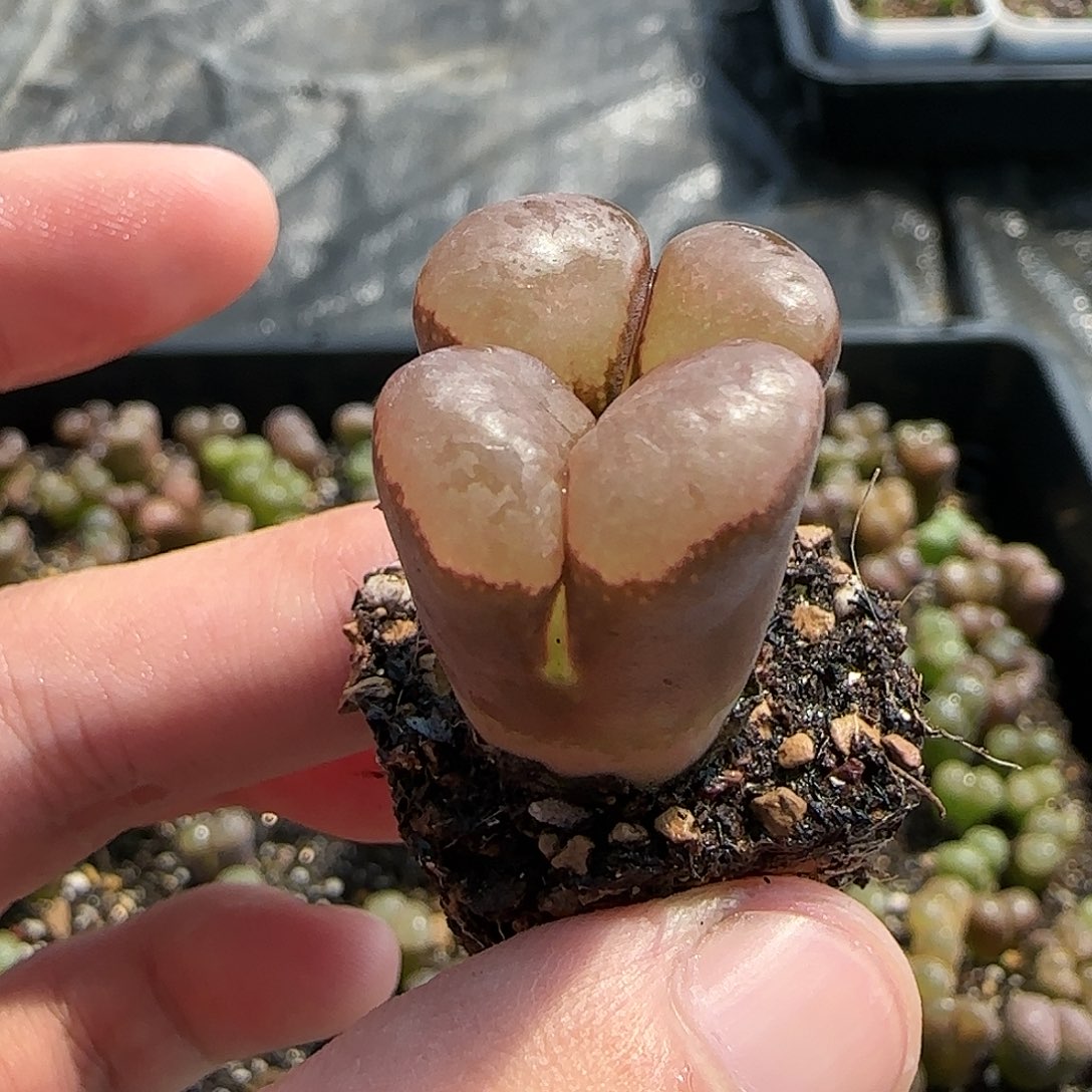 大型红嘴一物一拍