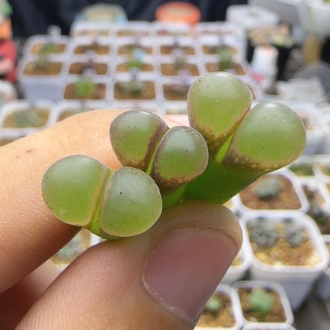 大型红风铃一物一拍002
