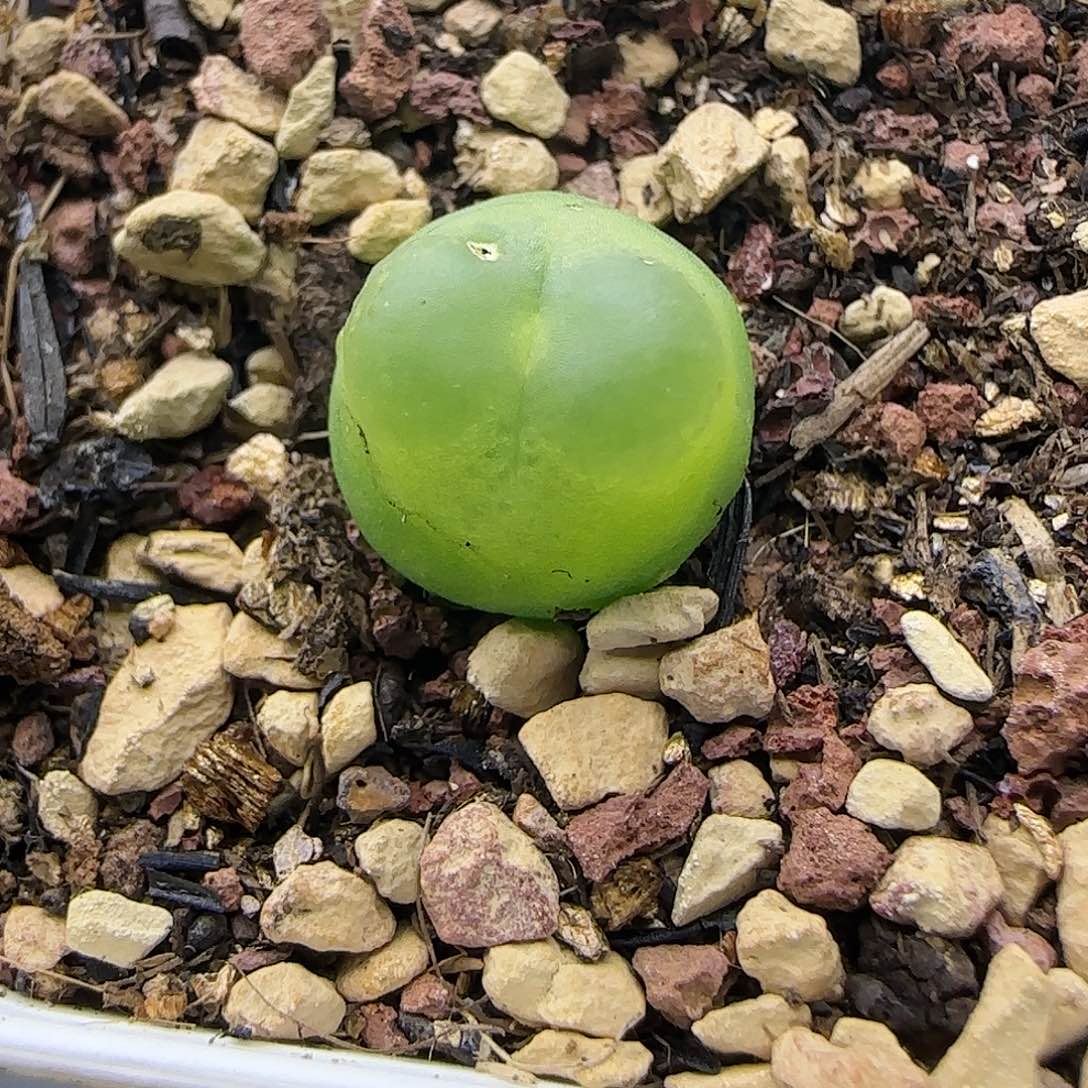 紫皮拉登一物一拍23