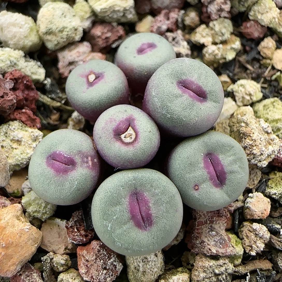 小红嘴群一物一拍