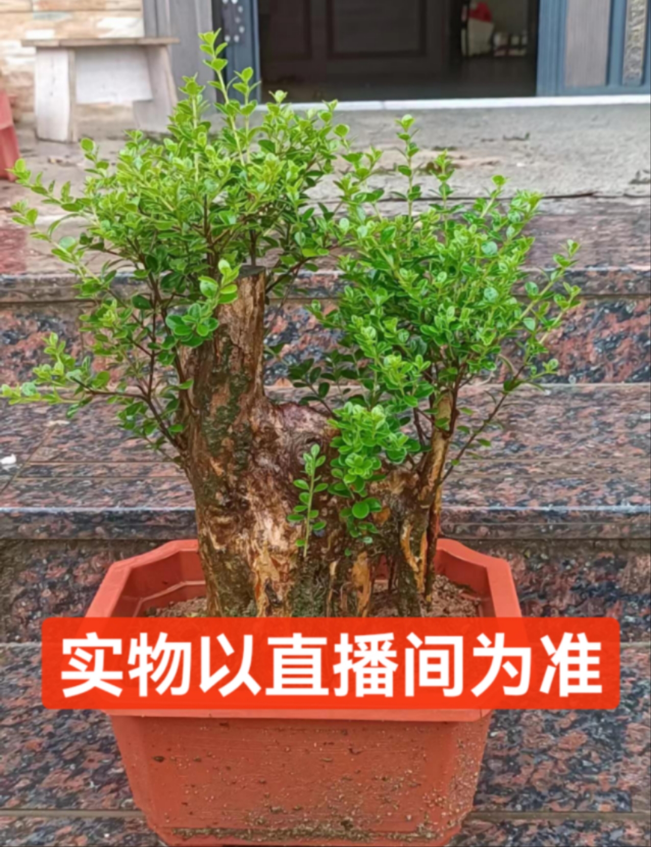 盆景绿植盆栽赤楠紫薇映山红