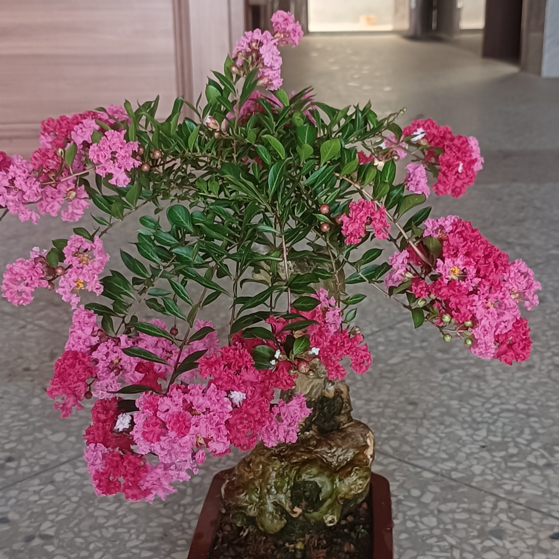 红花紫薇，绿植盆景，洗阳洗水