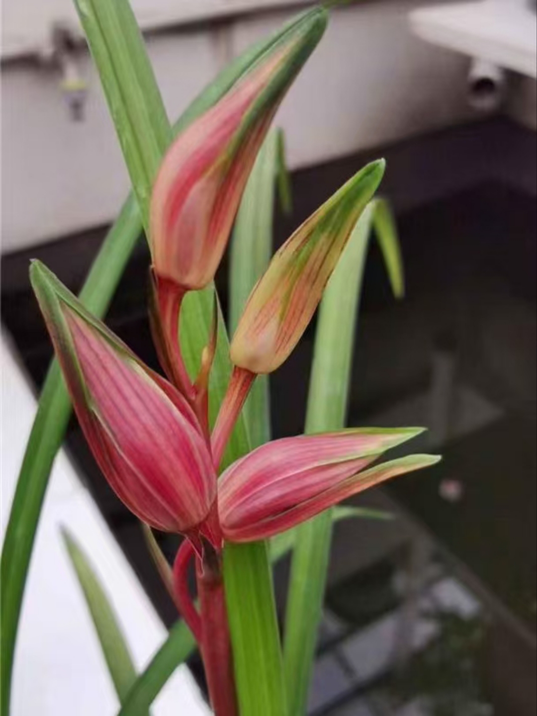 名品送春桃花潭水兰花