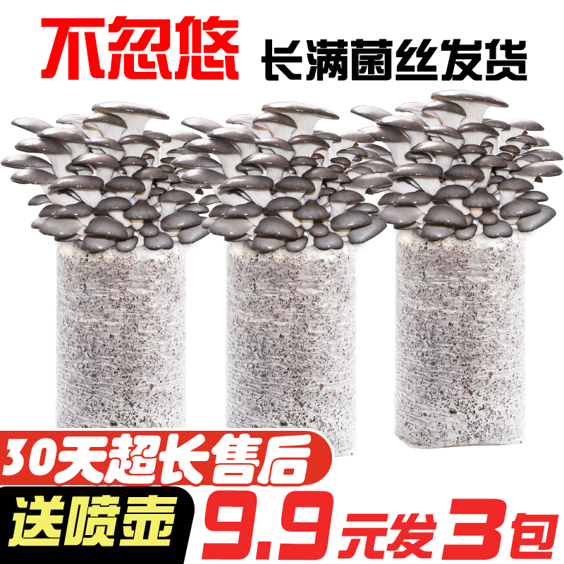 发三包蘑菇菌包种植包家种室内菌菇包食用菌菌棒喷水就长简单多肉
