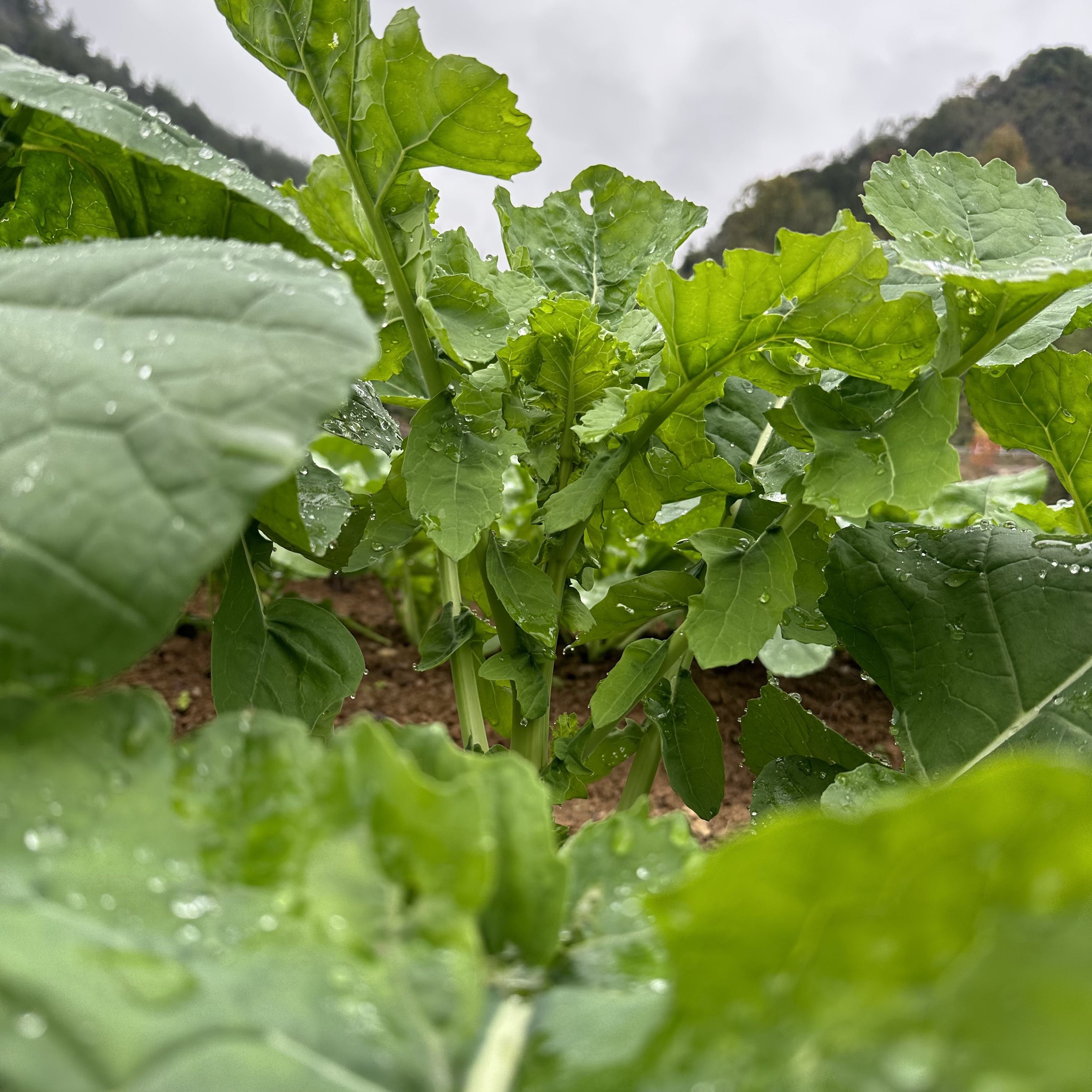 湖北恩施高山油菜苔高海拔露天应季农家蔬菜现采现发生鲜发货
