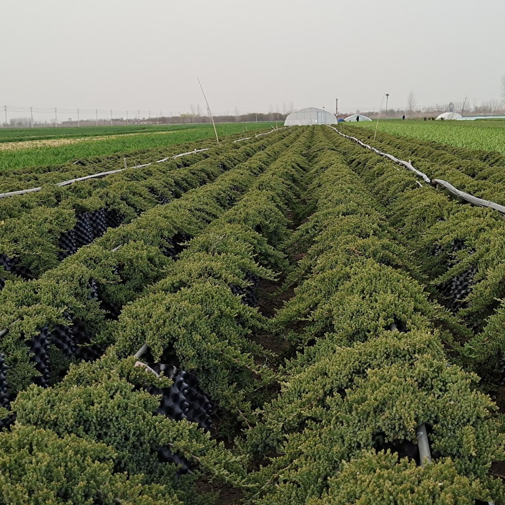 新西兰珍珠柏四季不落叶耐寒耐热盆景素材阳台客厅好养