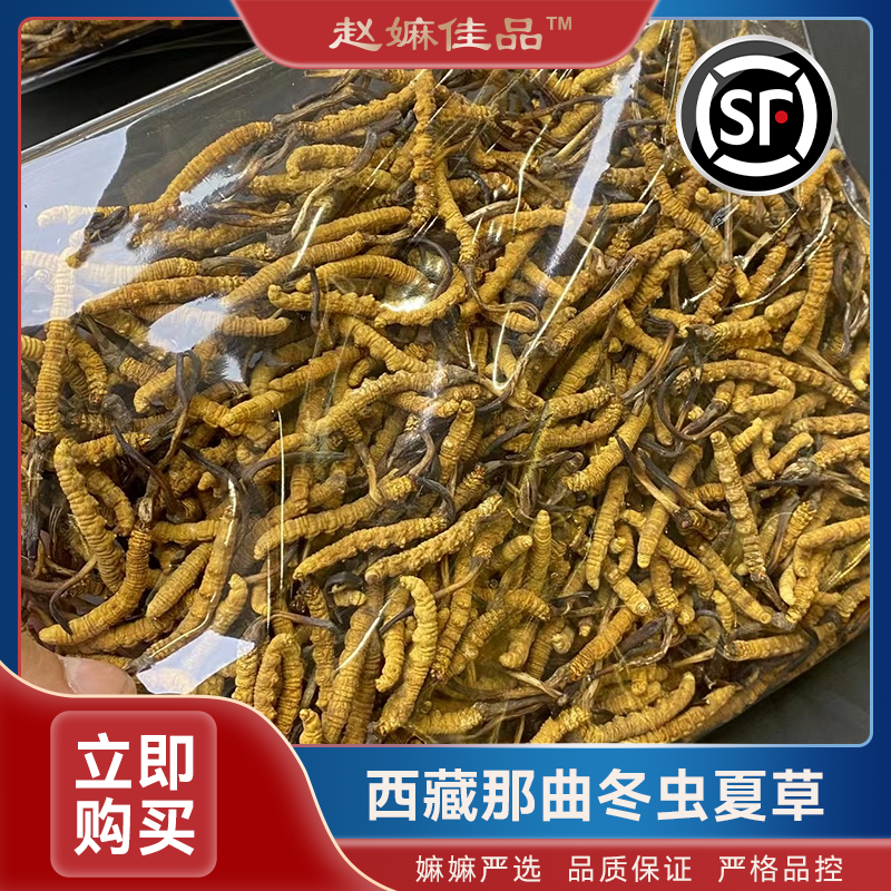 【赵麻麻精选】西藏那曲断冬虫夏草 （3500头断草）当