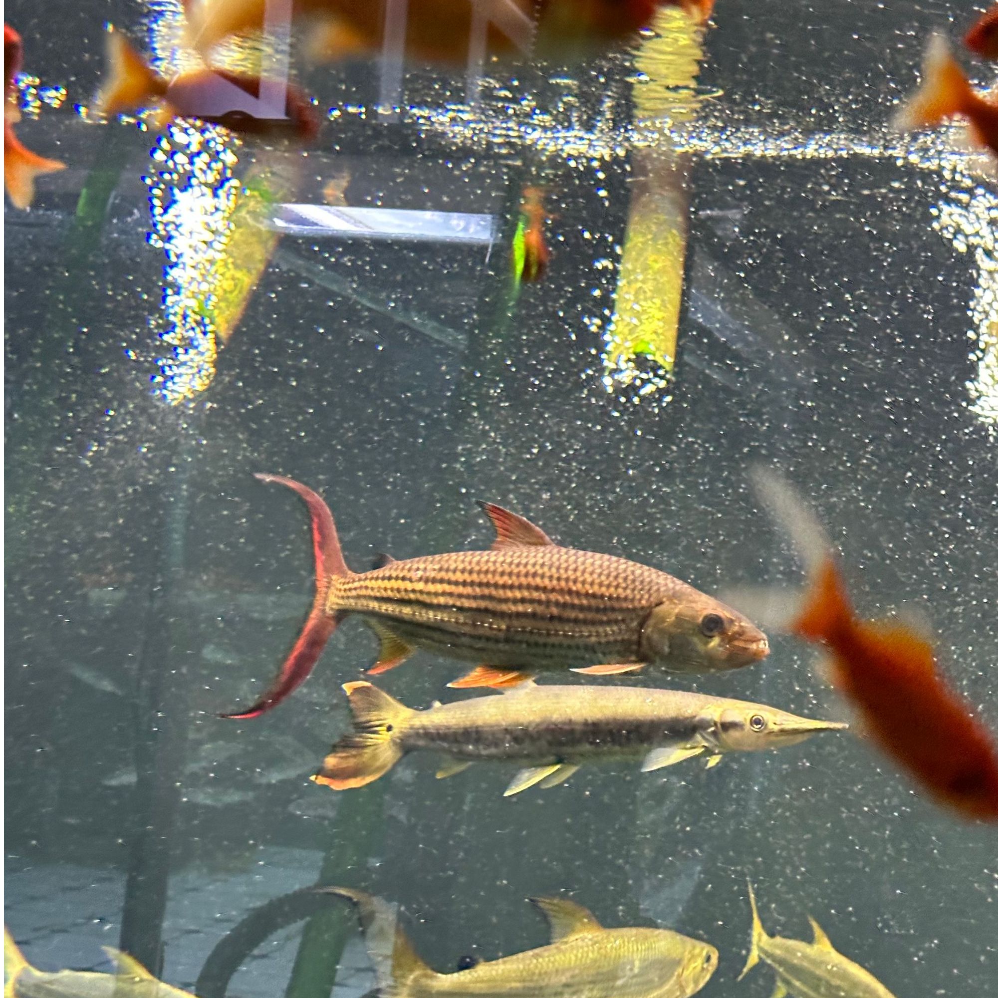 黄金猛鱼小苗热带观赏猛鱼
