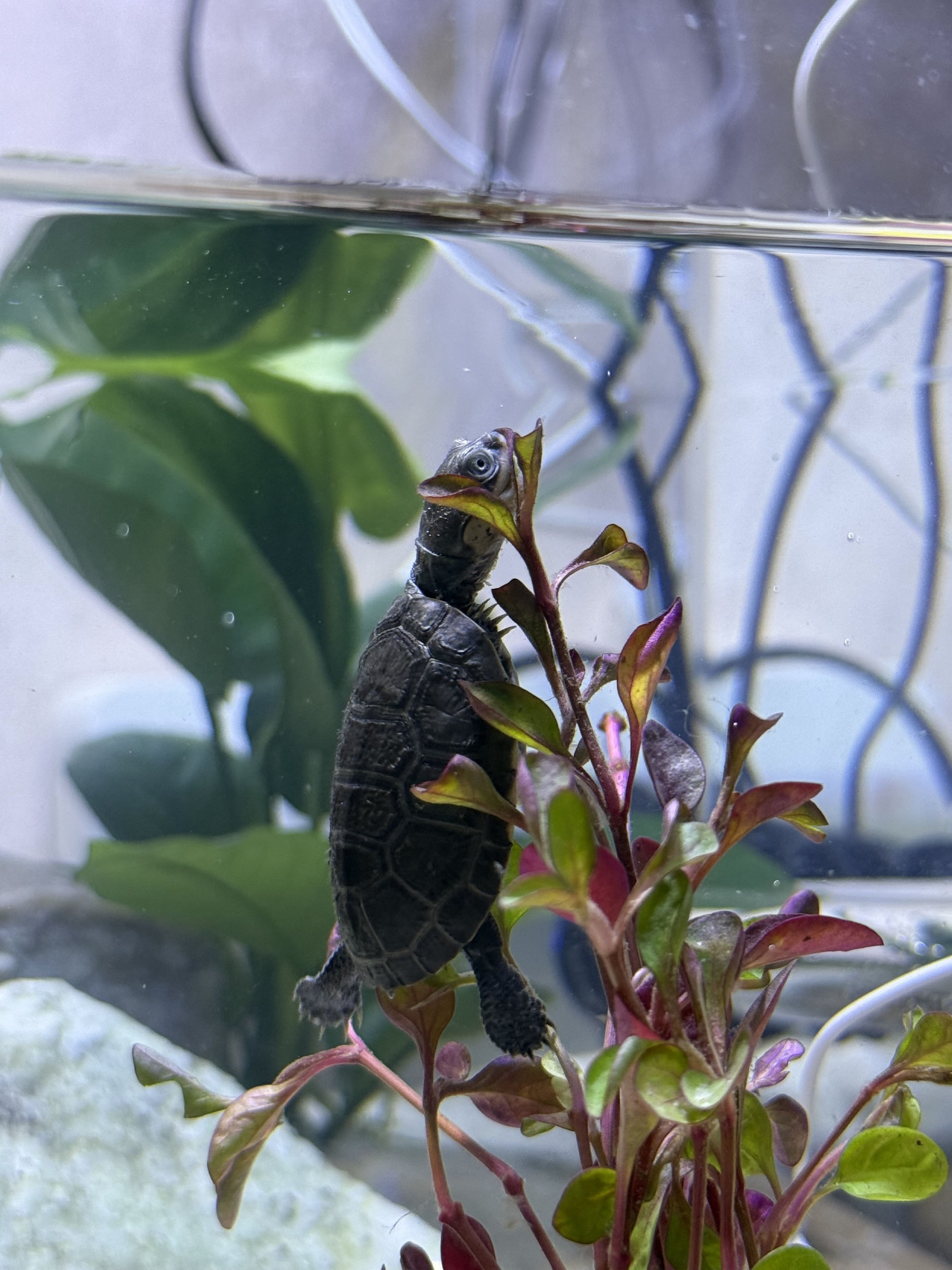 大笑脸沼泽和西非侧颈龟 直播间 一物一拍