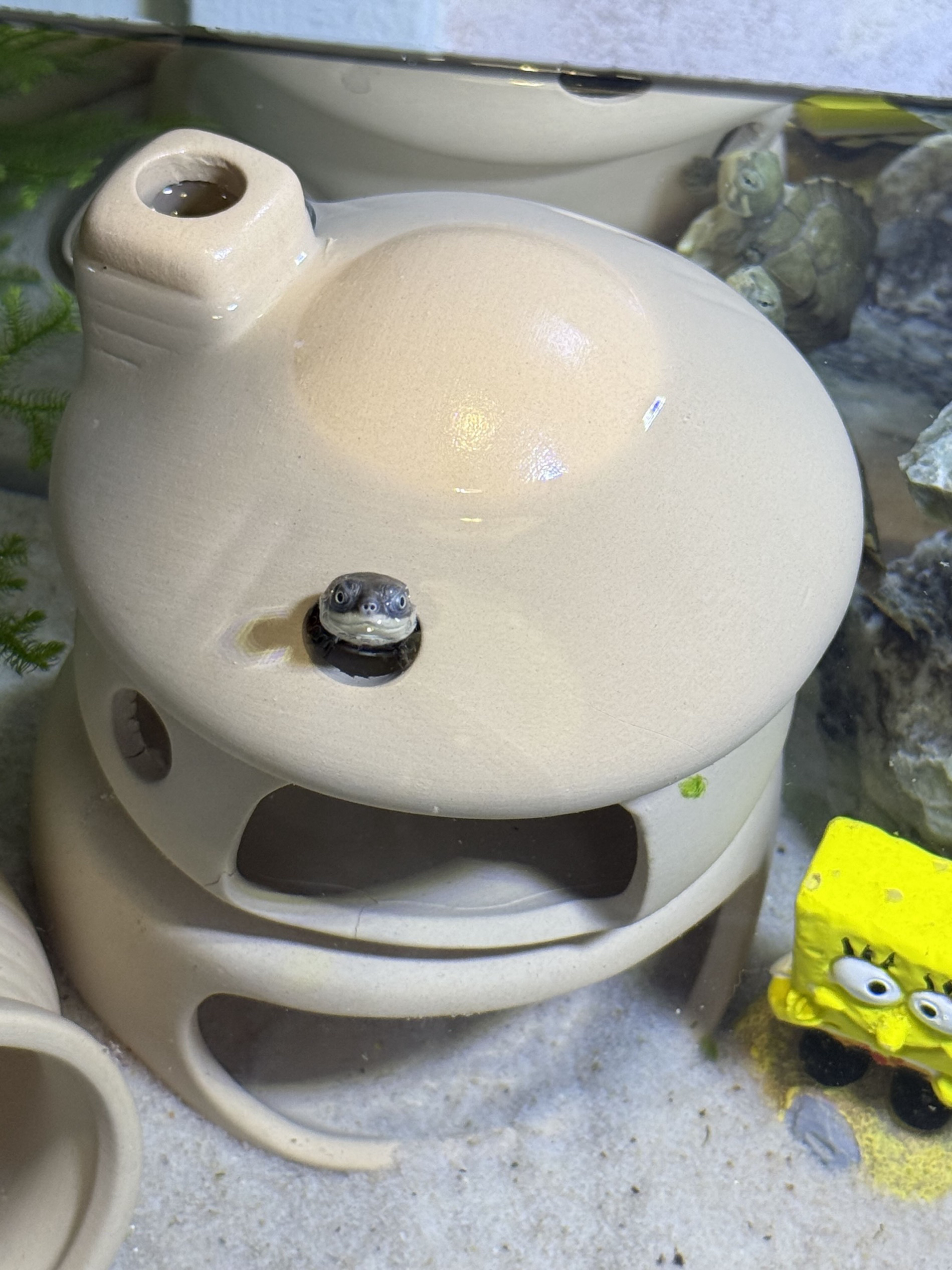 大笑脸沼泽和西非侧颈龟 直播间 一物一拍
